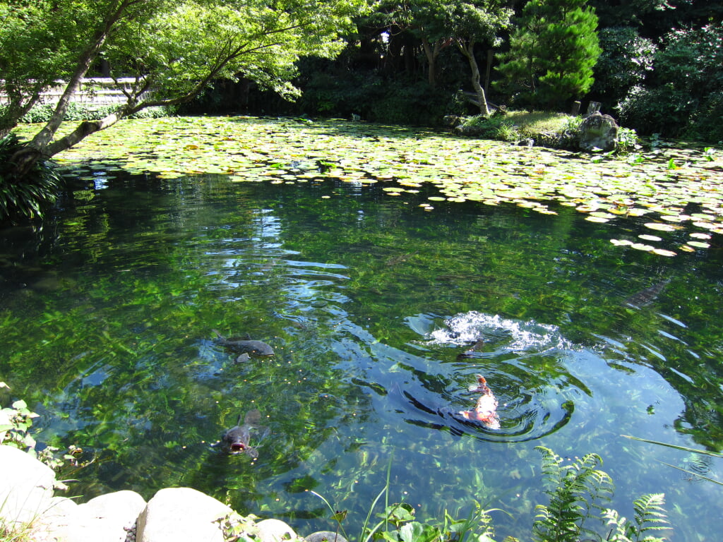 掛川市 清水邸庭園の写真1