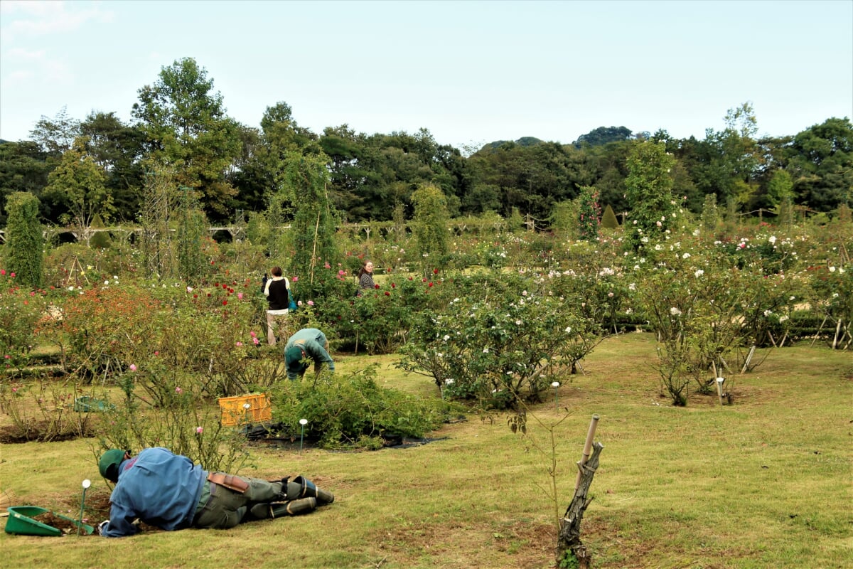 河津バガテル公園の写真2