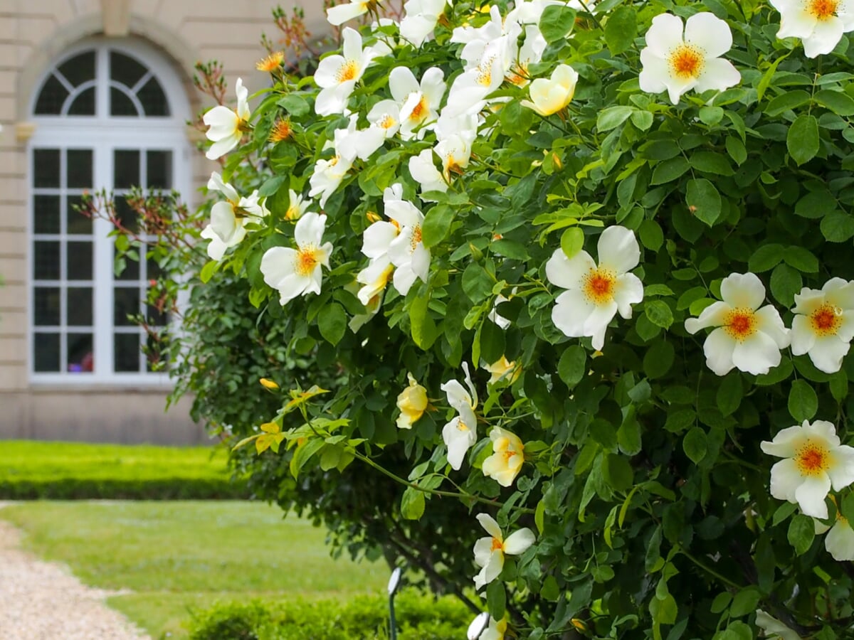 河津バガテル公園の写真4