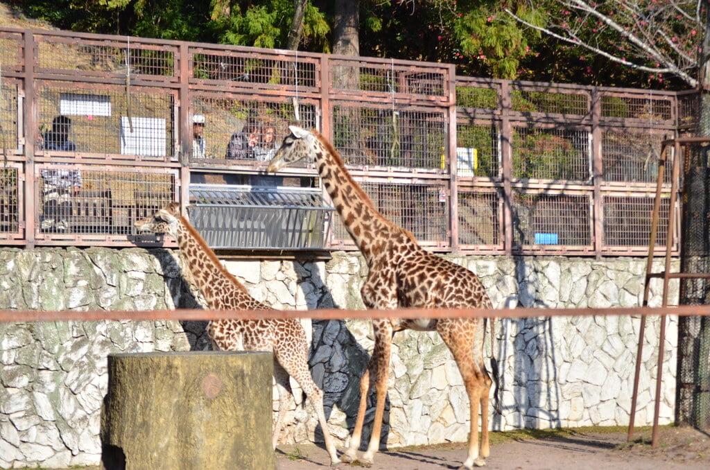 静岡市立日本平動物園の写真2
