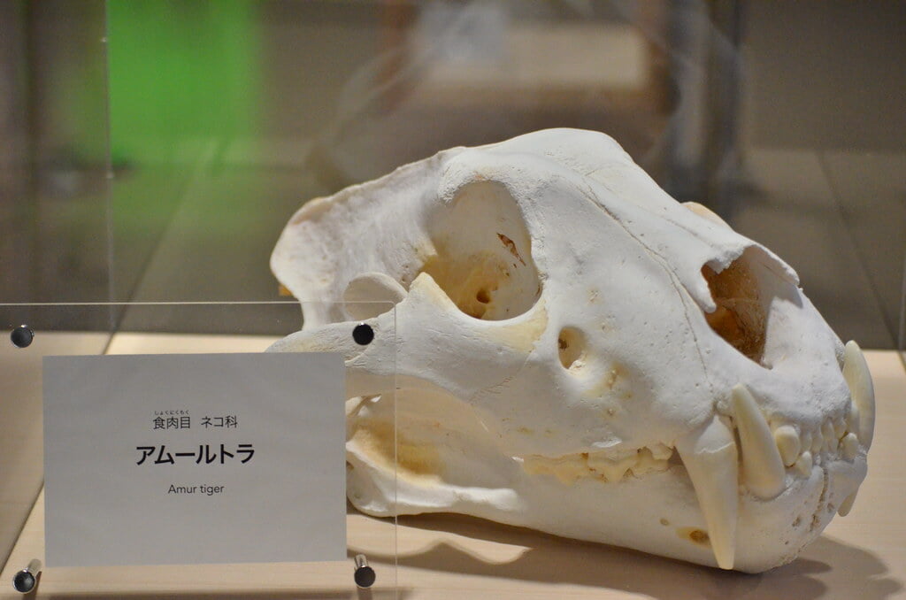 静岡市立日本平動物園の写真6