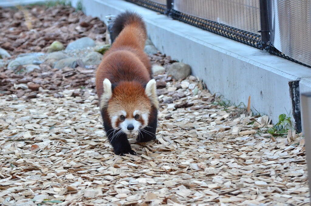 静岡市立日本平動物園の写真7