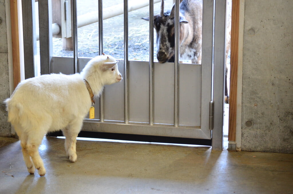 静岡市立日本平動物園の写真9