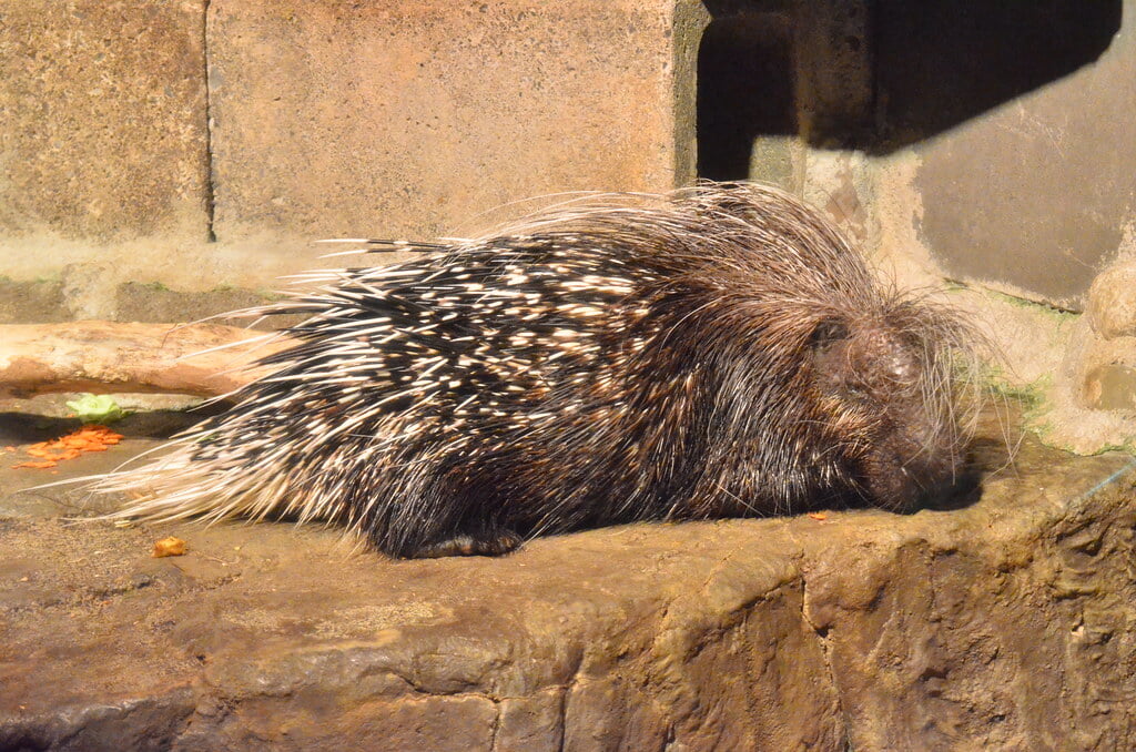 静岡市立日本平動物園の写真10