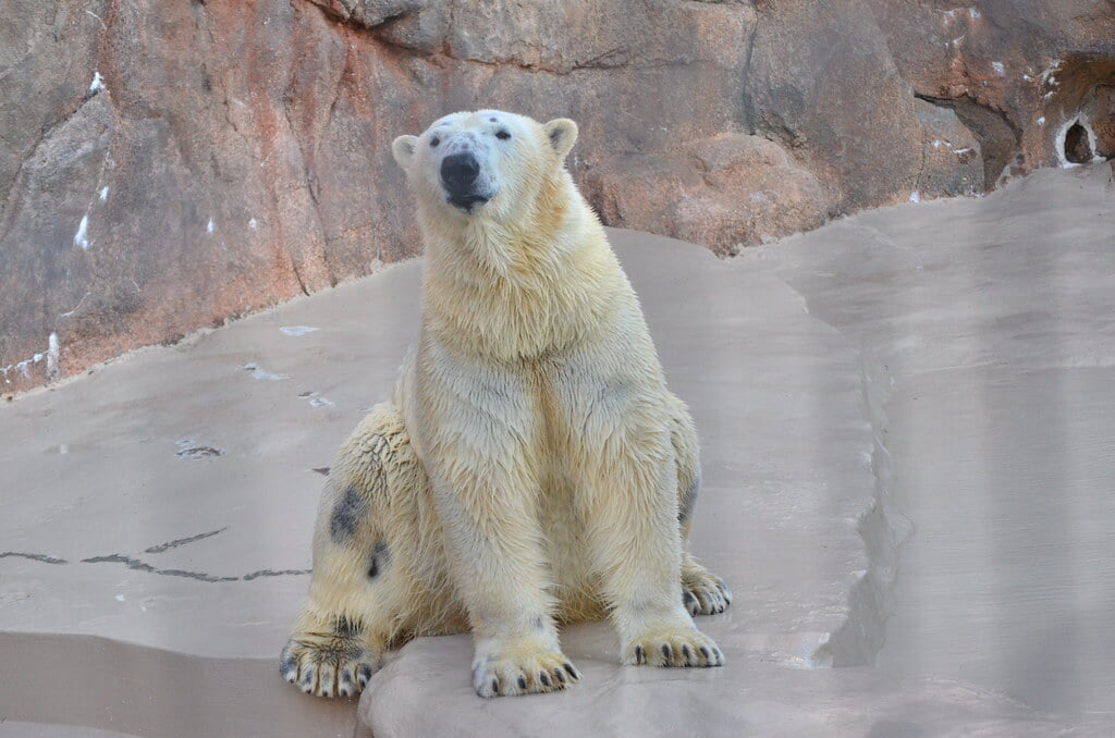 静岡市立日本平動物園の写真11
