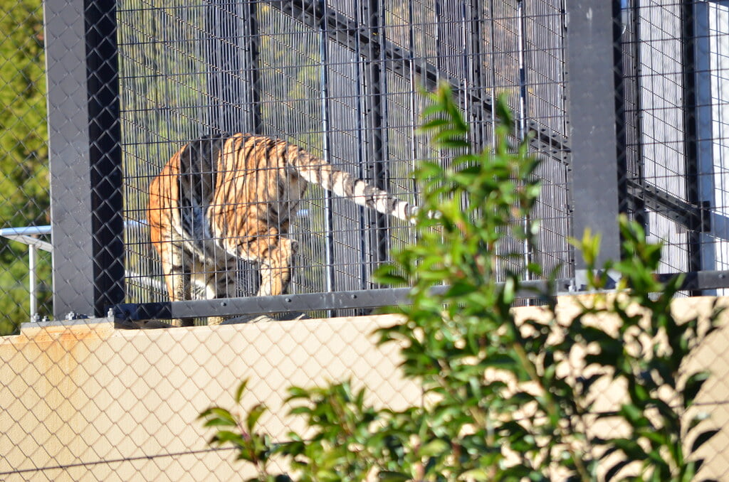 静岡市立日本平動物園の写真13