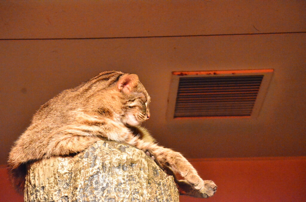 静岡市立日本平動物園の写真14