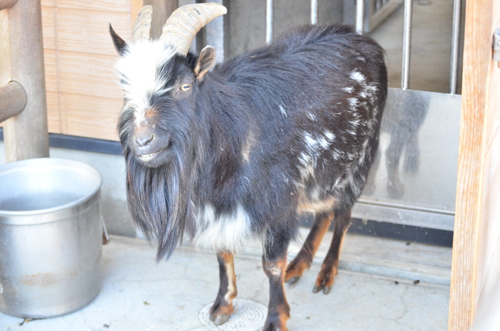 静岡市立日本平動物園の写真15