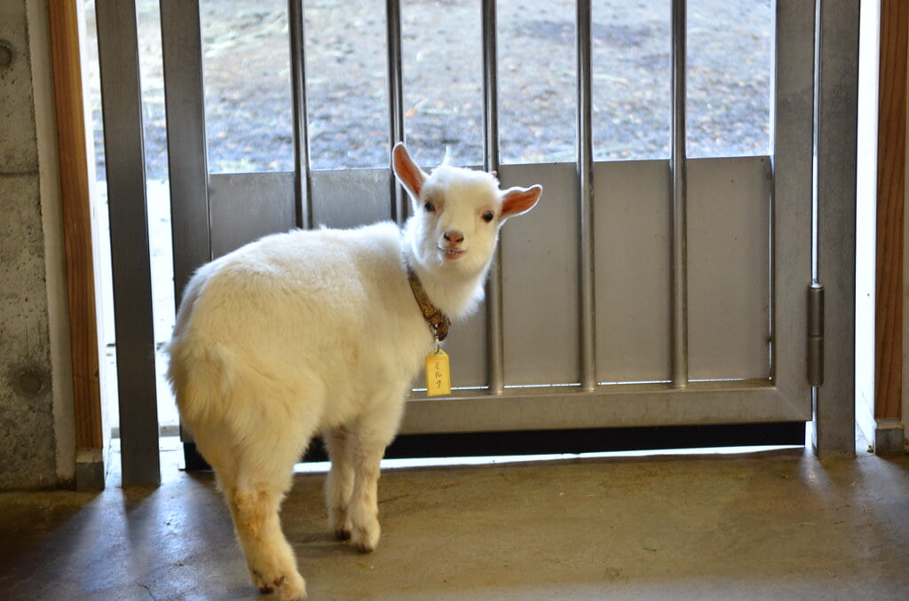 静岡市立日本平動物園の写真17