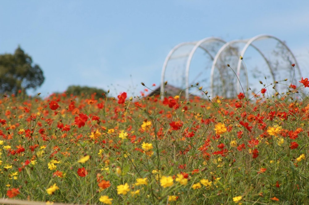 ハーベストの丘の写真2