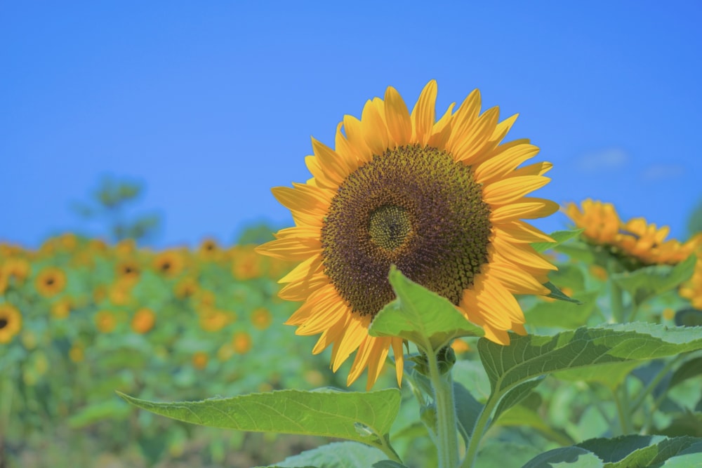 ハーベストの丘の写真3