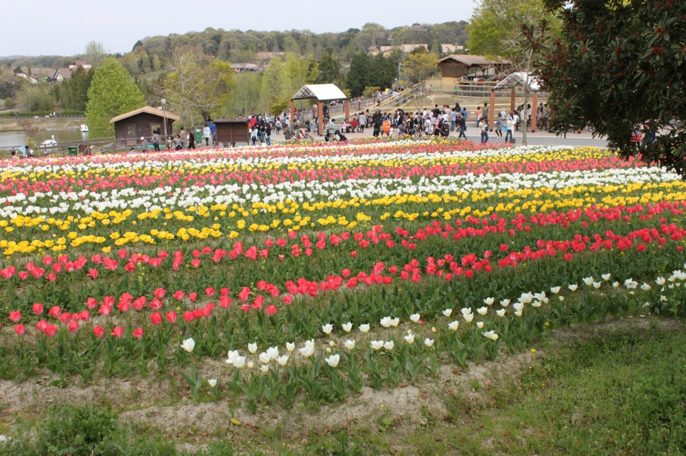 ハーベストの丘の写真4