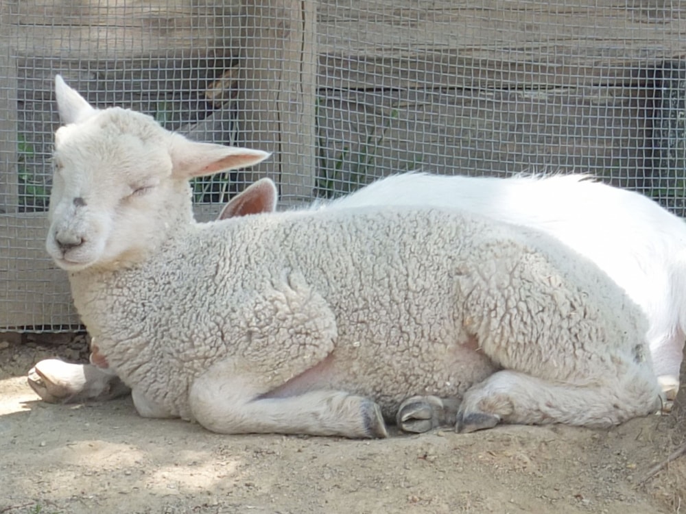 ハーベストの丘の写真8