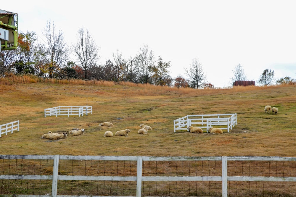 ハーベストの丘の写真9