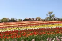 ハーベストの丘