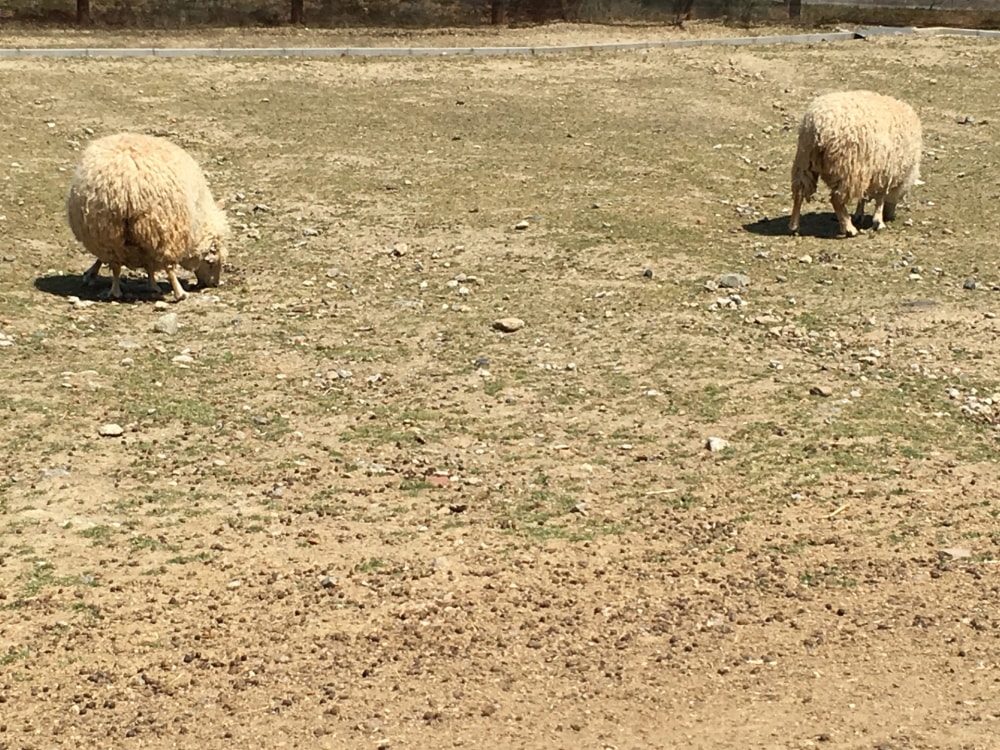 ハーベストの丘の写真10