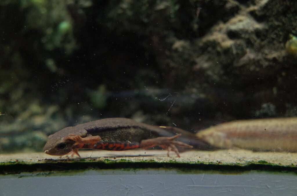 魚津水族館の写真2