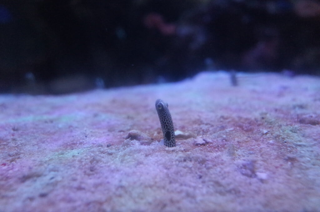 魚津水族館の写真3