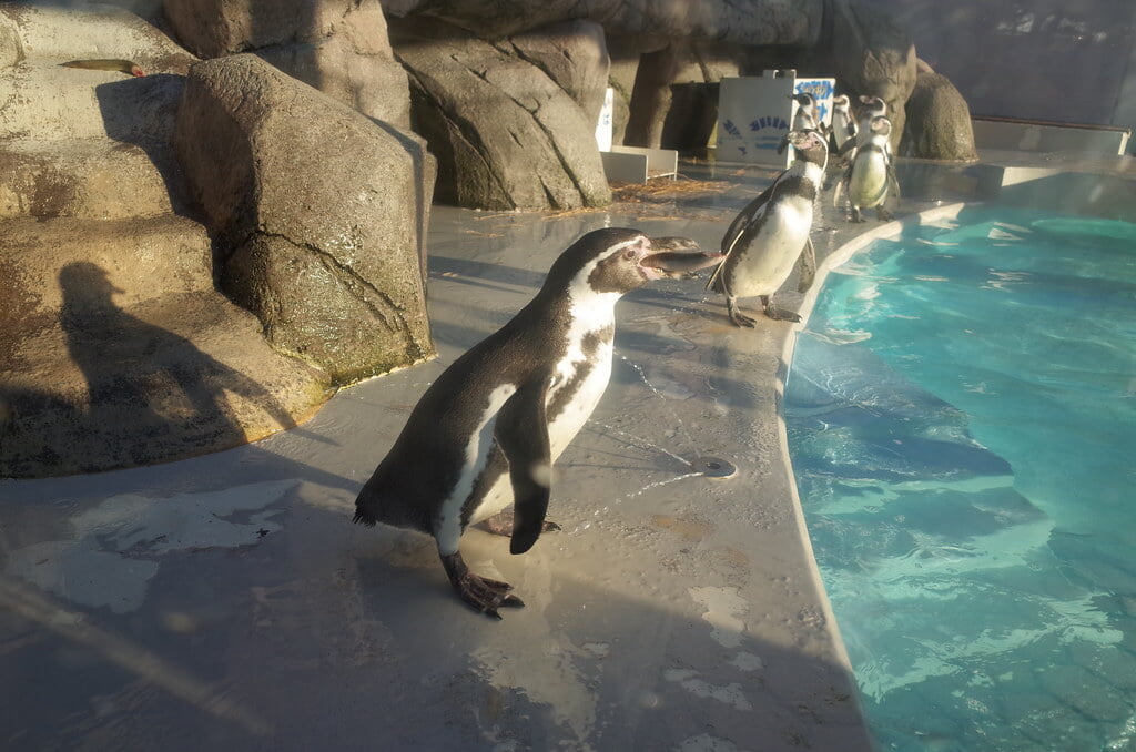 魚津水族館の写真4