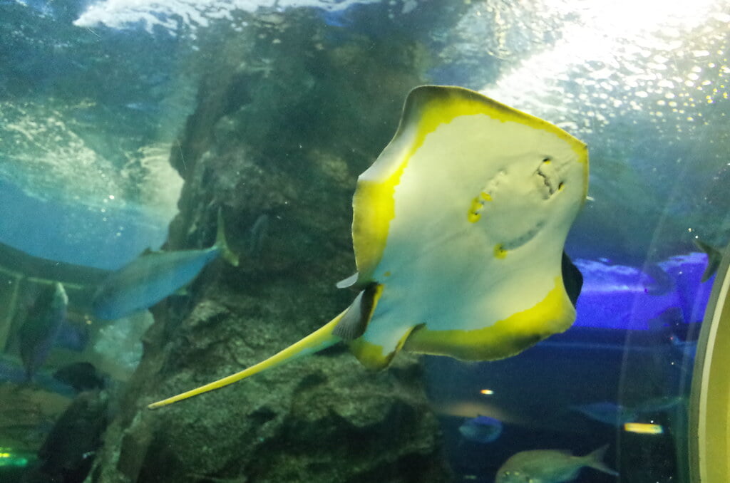 魚津水族館の写真6
