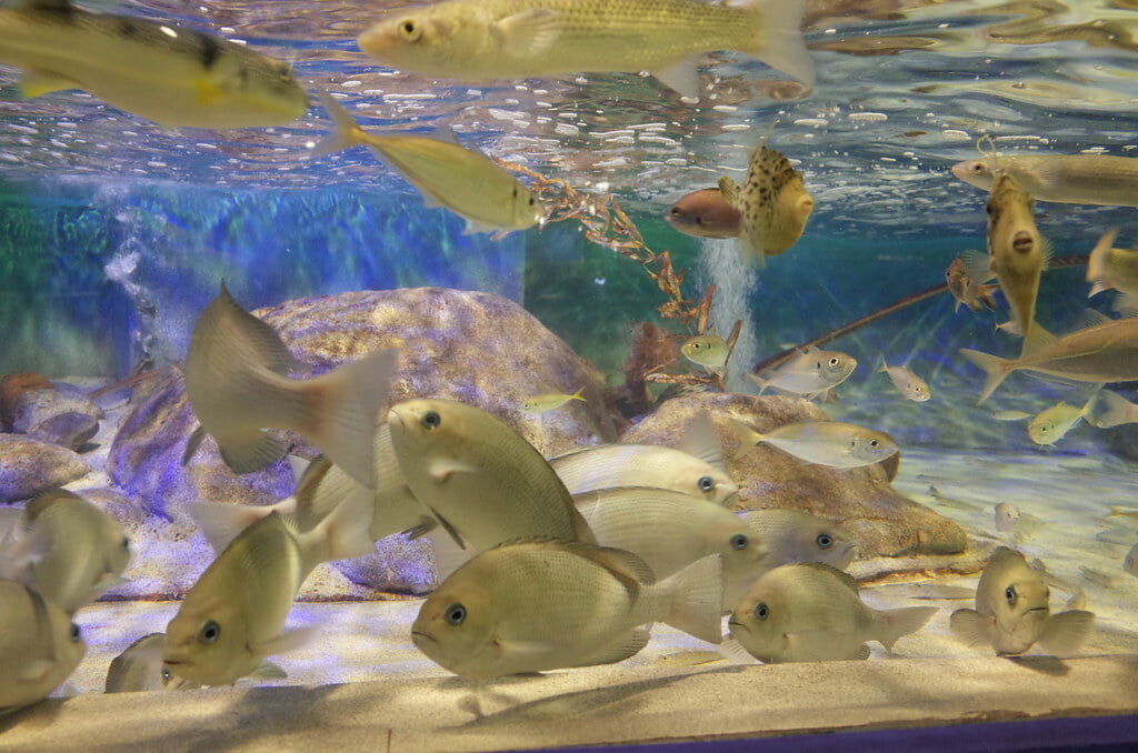 魚津水族館の写真7