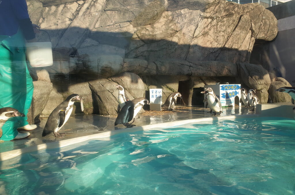 魚津水族館の写真8