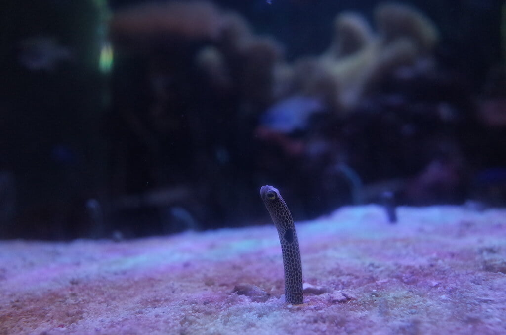 魚津水族館の写真13