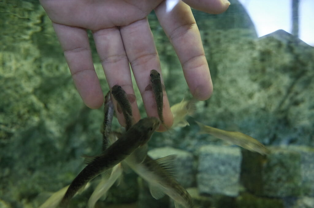 魚津水族館の写真14