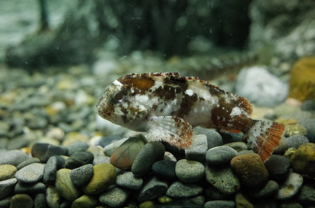 魚津水族館の写真15