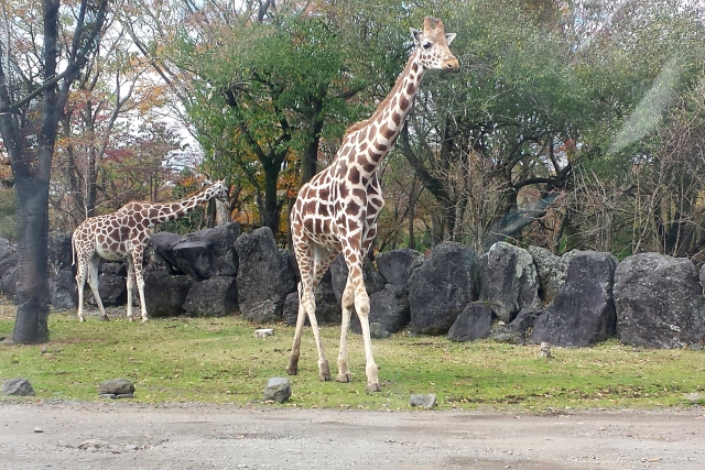 富士サファリパークの写真3