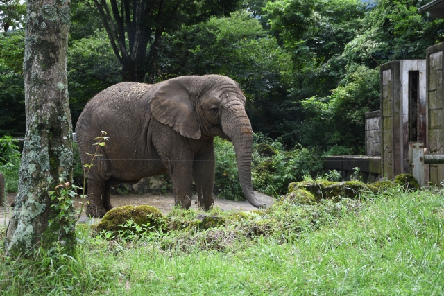 富士サファリパークの写真6