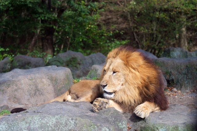 富士サファリパークの写真7