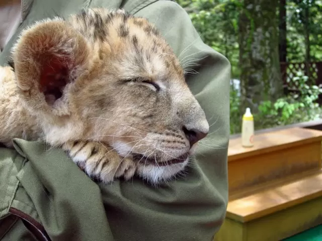 富士サファリパークの写真1