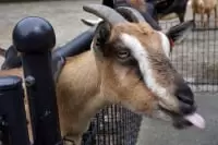 宮崎市フェニックス自然動物園