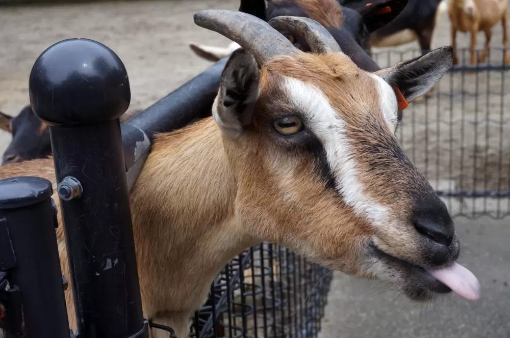 宮崎市フェニックス自然動物園の写真1