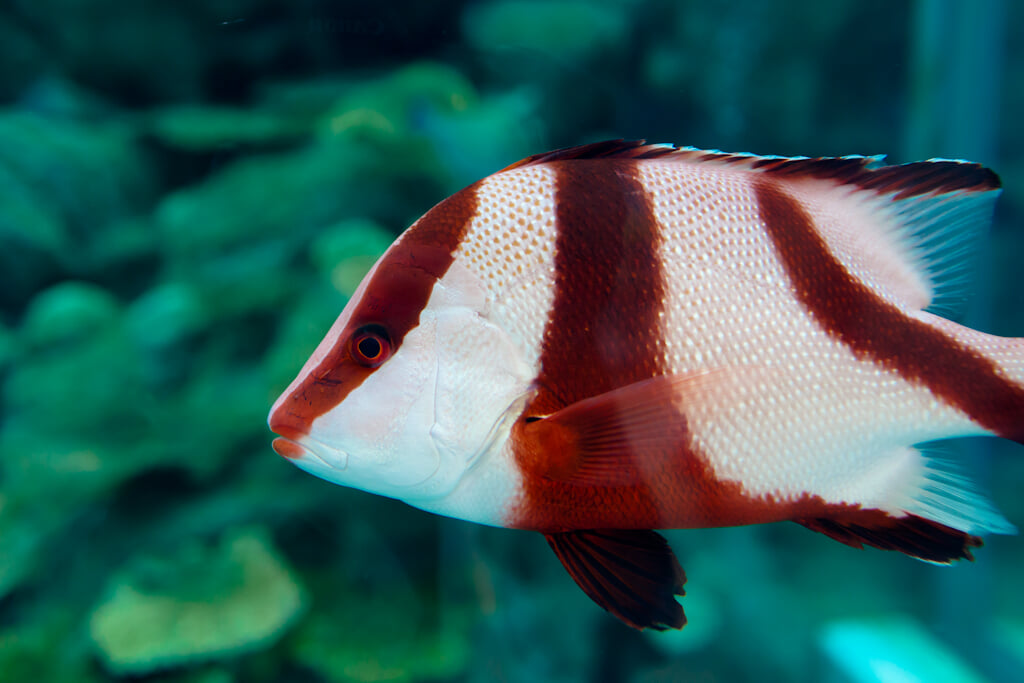 奄美海洋展示館の写真2