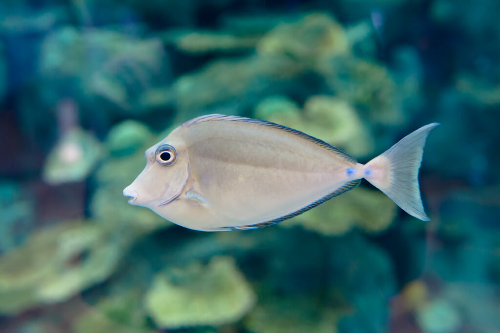 奄美海洋展示館の写真3