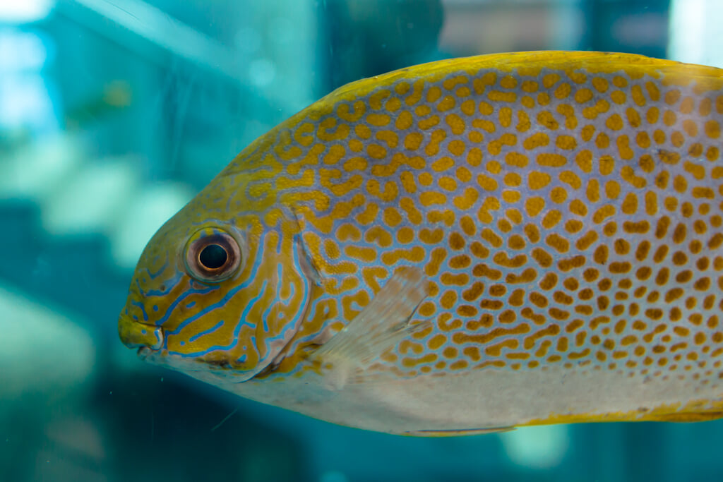 奄美海洋展示館の写真4