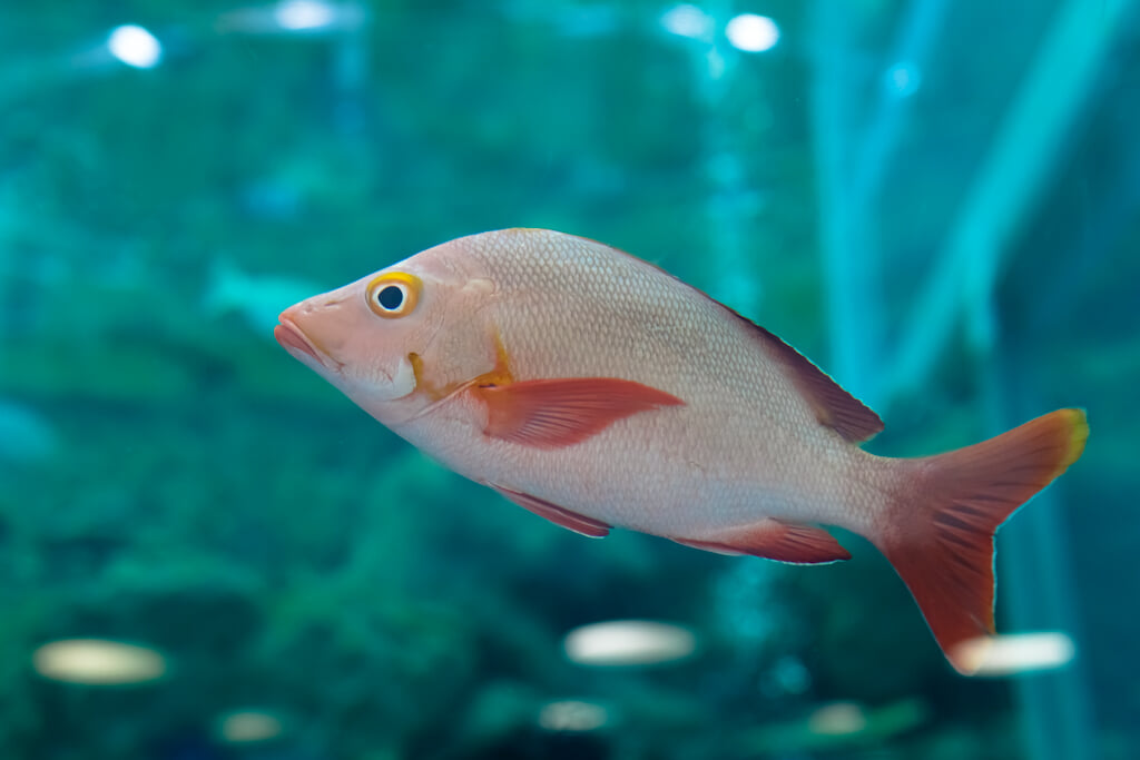 奄美海洋展示館の写真1