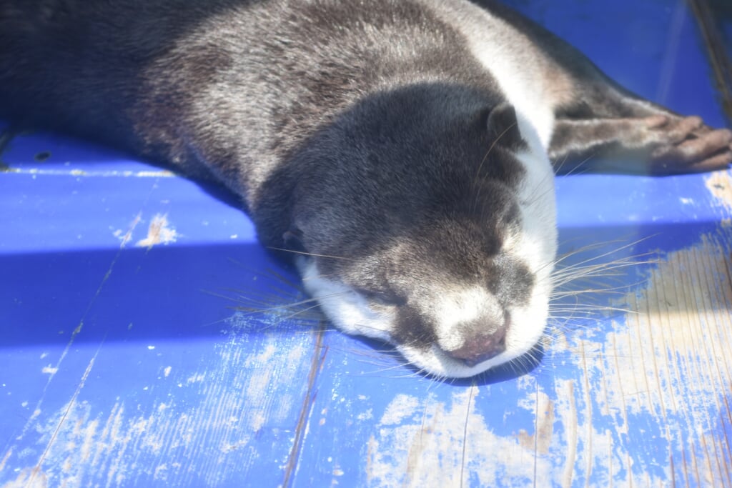 伊勢夫婦岩ふれあい水族館 伊勢シーパラダイスの写真3