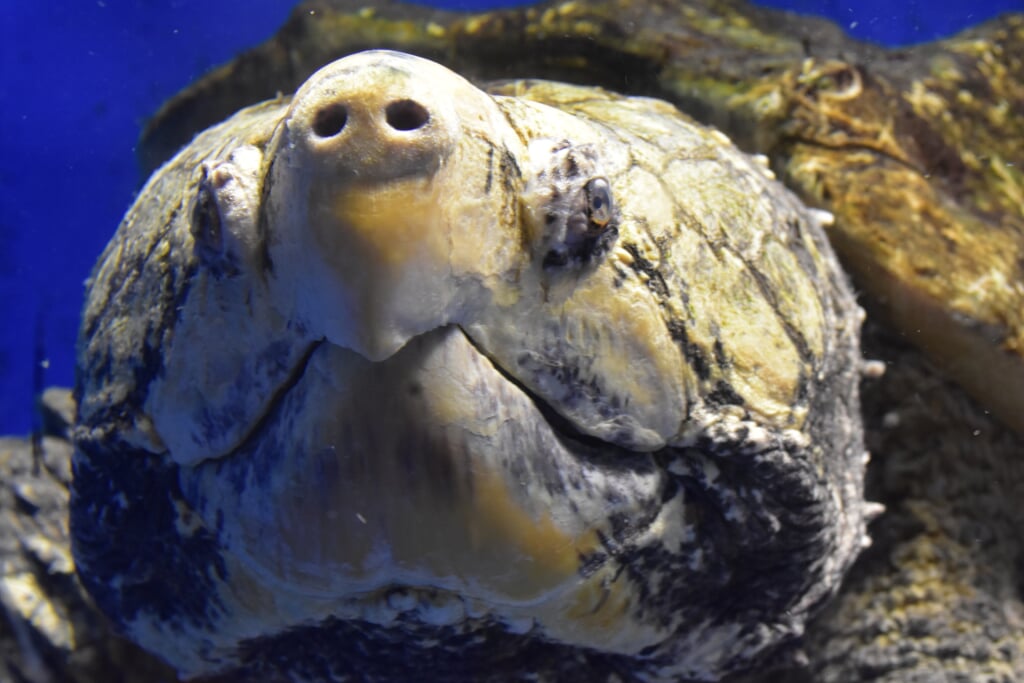 伊勢夫婦岩ふれあい水族館 伊勢シーパラダイスの写真4