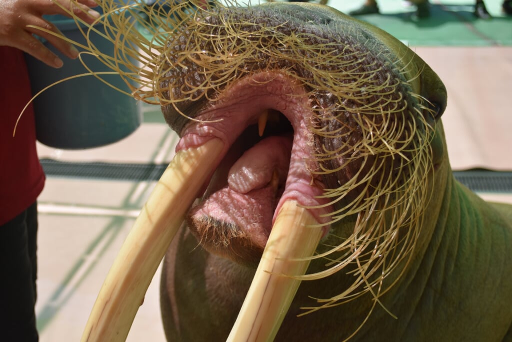 伊勢夫婦岩ふれあい水族館 伊勢シーパラダイスの写真5