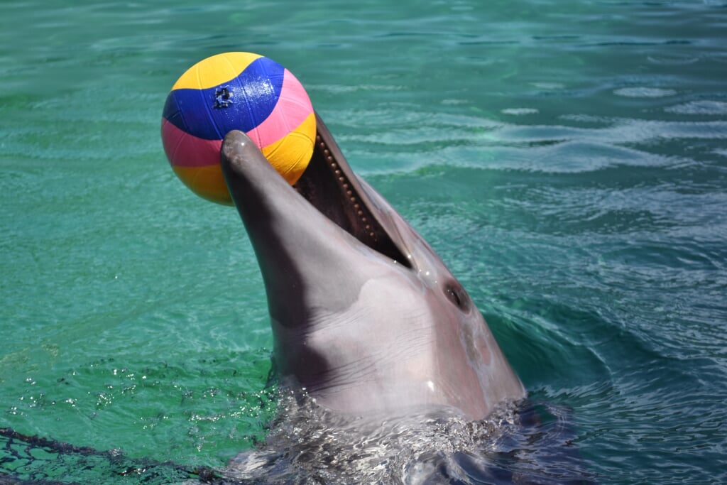 伊勢夫婦岩ふれあい水族館 伊勢シーパラダイスの写真6