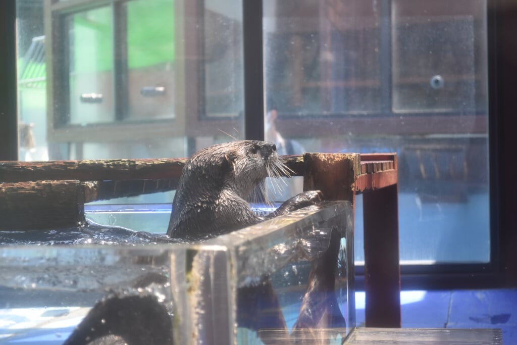 伊勢夫婦岩ふれあい水族館 伊勢シーパラダイスの写真7