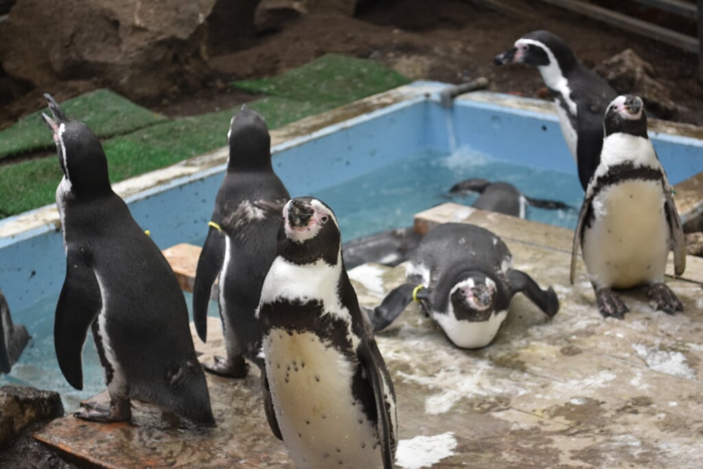 伊勢夫婦岩ふれあい水族館 伊勢シーパラダイスの写真1