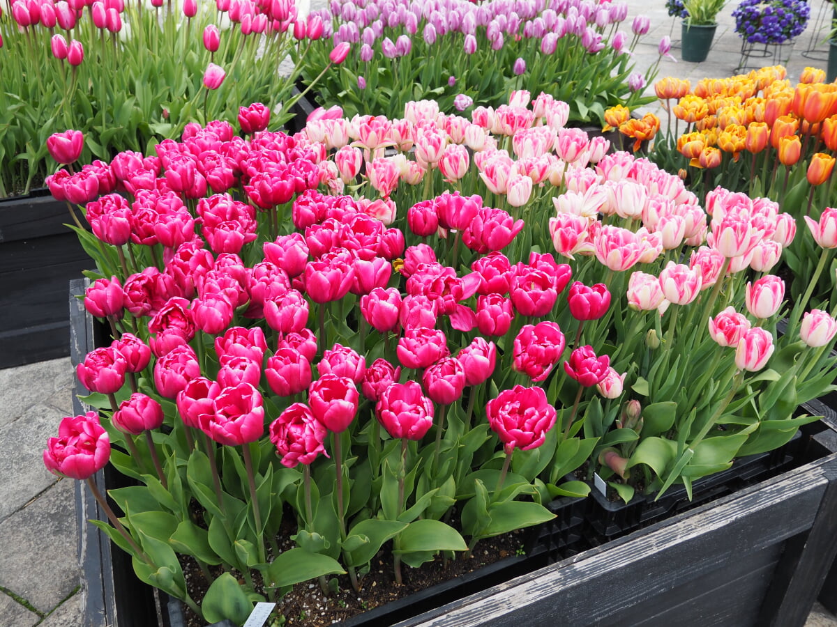 草津市立水生植物公園みずの森の写真3