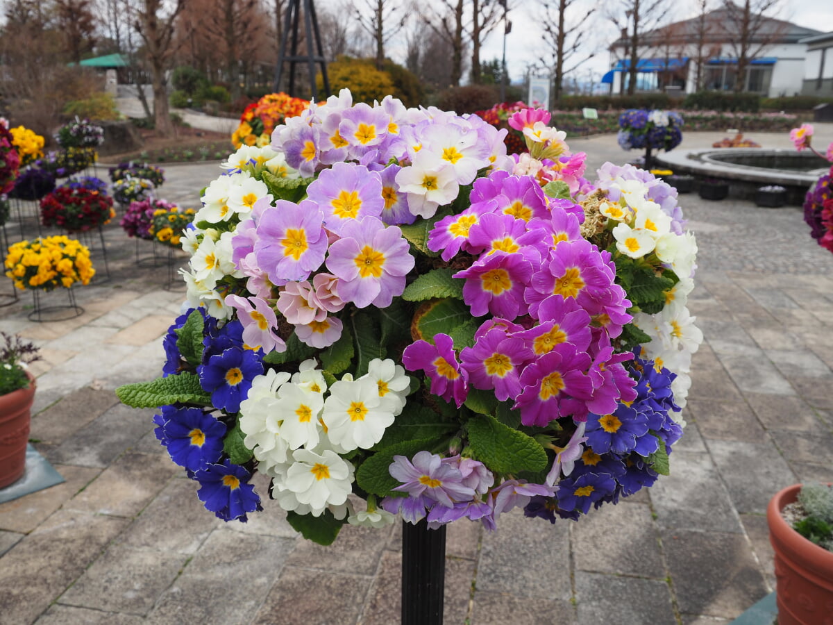 草津市立水生植物公園みずの森の写真5