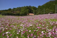 綾部ふれあい牧場