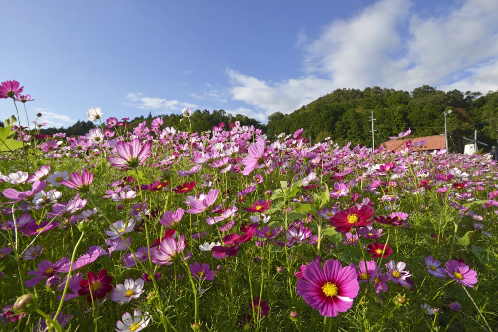 綾部ふれあい牧場の写真2