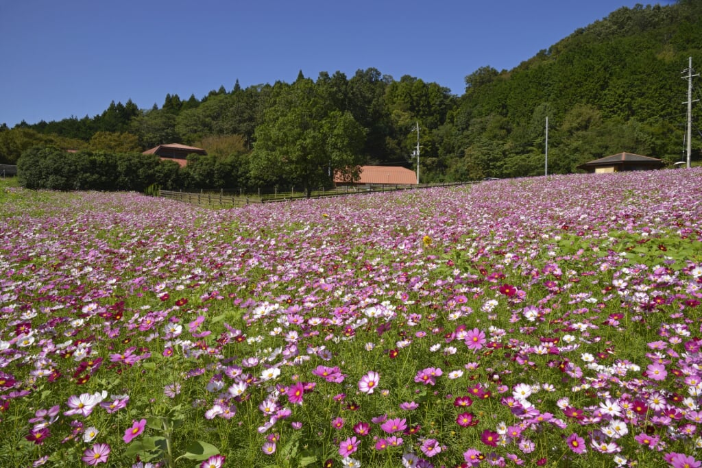 綾部ふれあい牧場の写真1